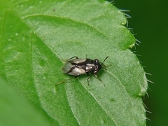 Geocoris lineolus