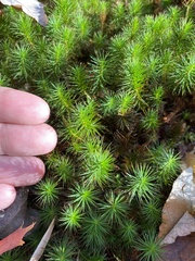 Polytrichum