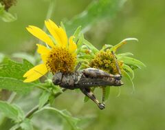 Melanoplus ponderosus
