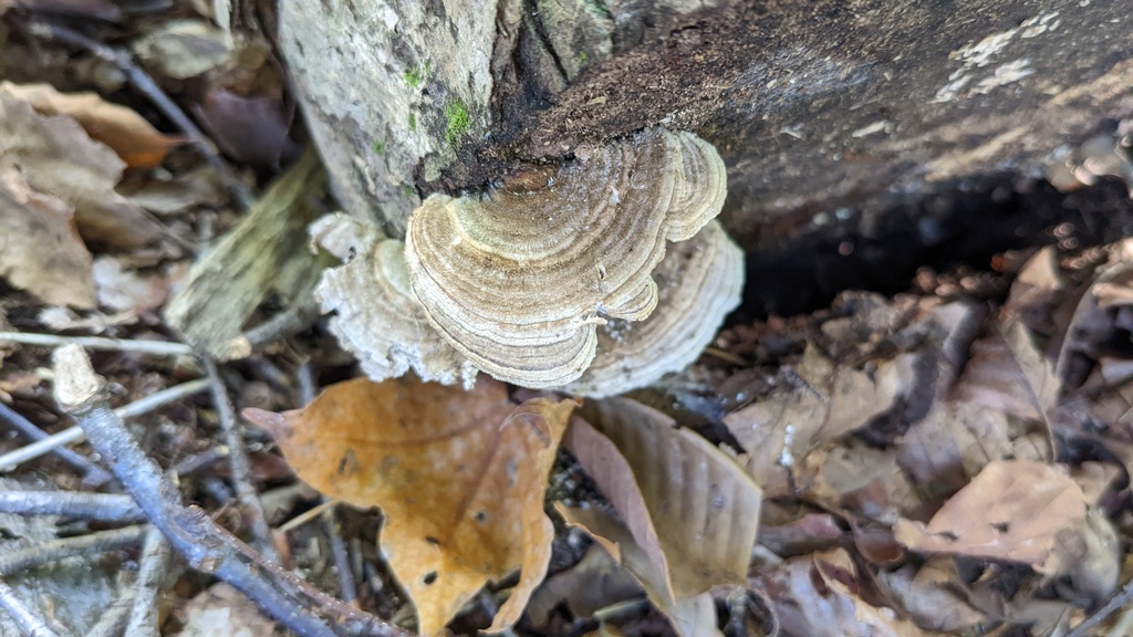 Trametes betulina · October 2022 · photo: © atsushi_nakajima_cirque (iNaturalist, cc-by)