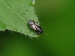 Geocoris lineolus