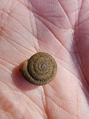 Inflectarius inflectus