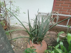 Sansevieria