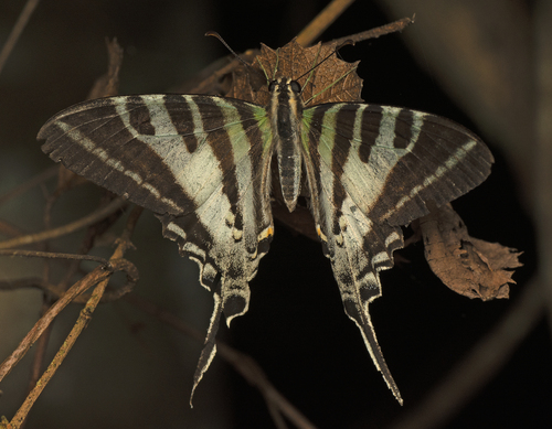 Fourbar Swordtail