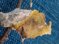 Didymium mucilago