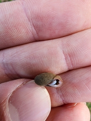 Inflectarius inflectus