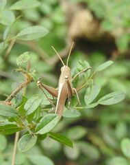 Schistocerca damnifica