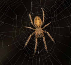 Araneus stolidus