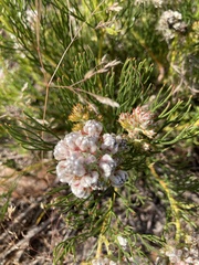 Serruria ascendens
