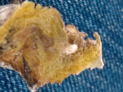 Didymium mucilago