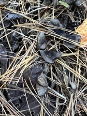 Micacei