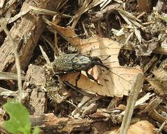 Sphenophorus cariosus