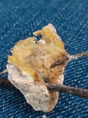 Didymium mucilago