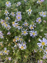 Brachyscome multifida