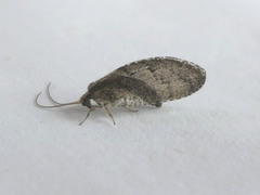 Wesmaelius subnebulosus