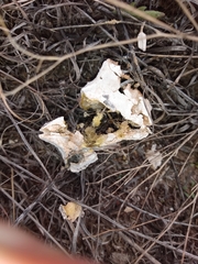Didymium mucilago