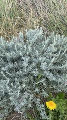 Krascheninnikovia lanata