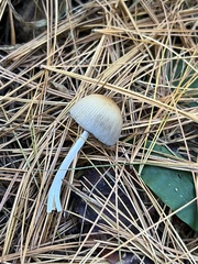Micacei