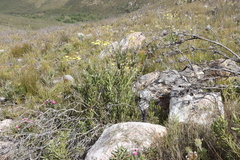 Osteospermum junceum