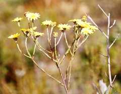 Osteospermum junceum