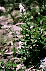 Spiraea alba latifolia