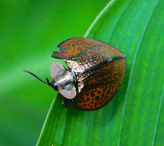 Eugenysa cuprifulgens