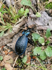 Carabus intricatus