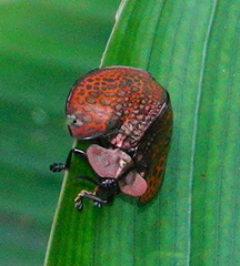 Eugenysa cuprifulgens