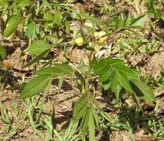 Senna occidentalis