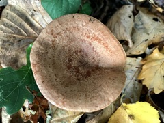 Lactarius quietus