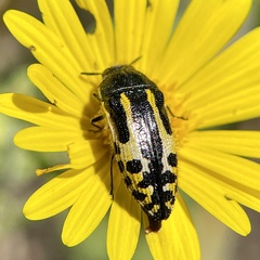 Acmaeodera scalaris