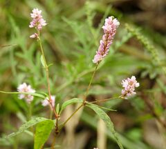Persicaria bicornis