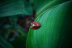 Eugenysa cuprifulgens