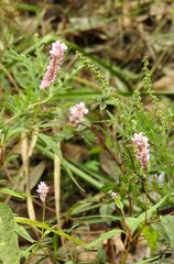 Persicaria bicornis