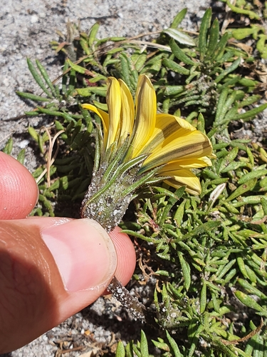 Image of Gazania pectinata by (c) Corli du Toit Smith, some rights reserved (CC BY)