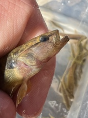 Etheostoma flabellare