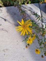 Crepis tectorum