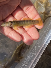 Etheostoma flabellare