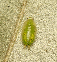 Mediastinia