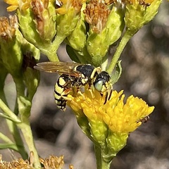 Philanthus ventilabris