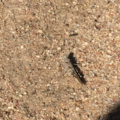 Trimerotropis thalassica