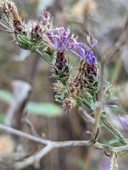 Centaurea ×psammogena