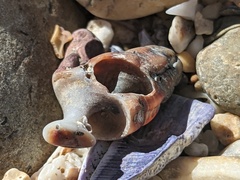 Batillaria australis