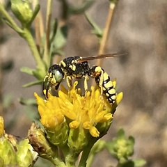 Philanthus ventilabris