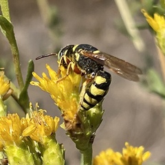 Philanthus ventilabris