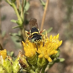 Philanthus ventilabris
