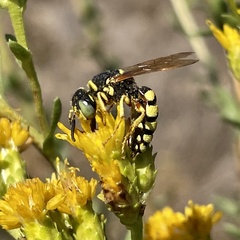 Philanthus ventilabris