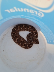 Bitis arietans arietans