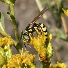 Philanthus ventilabris