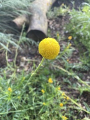 Craspedia variabilis